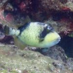 Messenger_creation_C5132420-FB9E-41F6-8F3F-8A7B9BFAF855